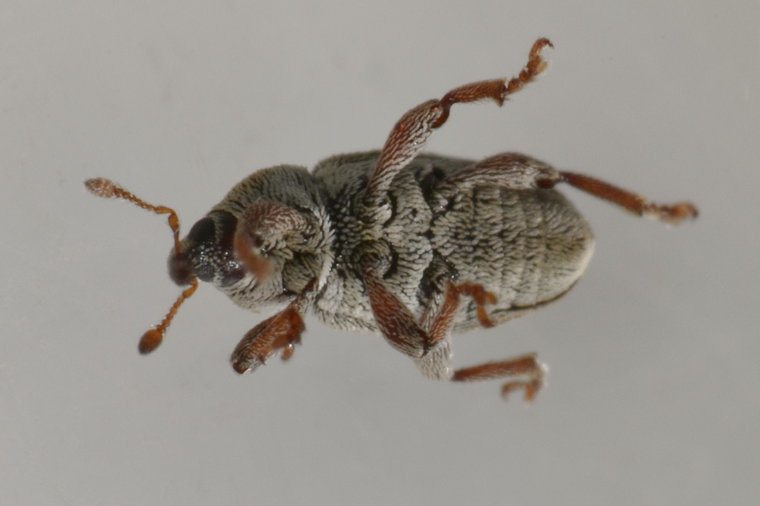 Curculionidae: Tychius aureolus? No, Tychius stephensi, maschio